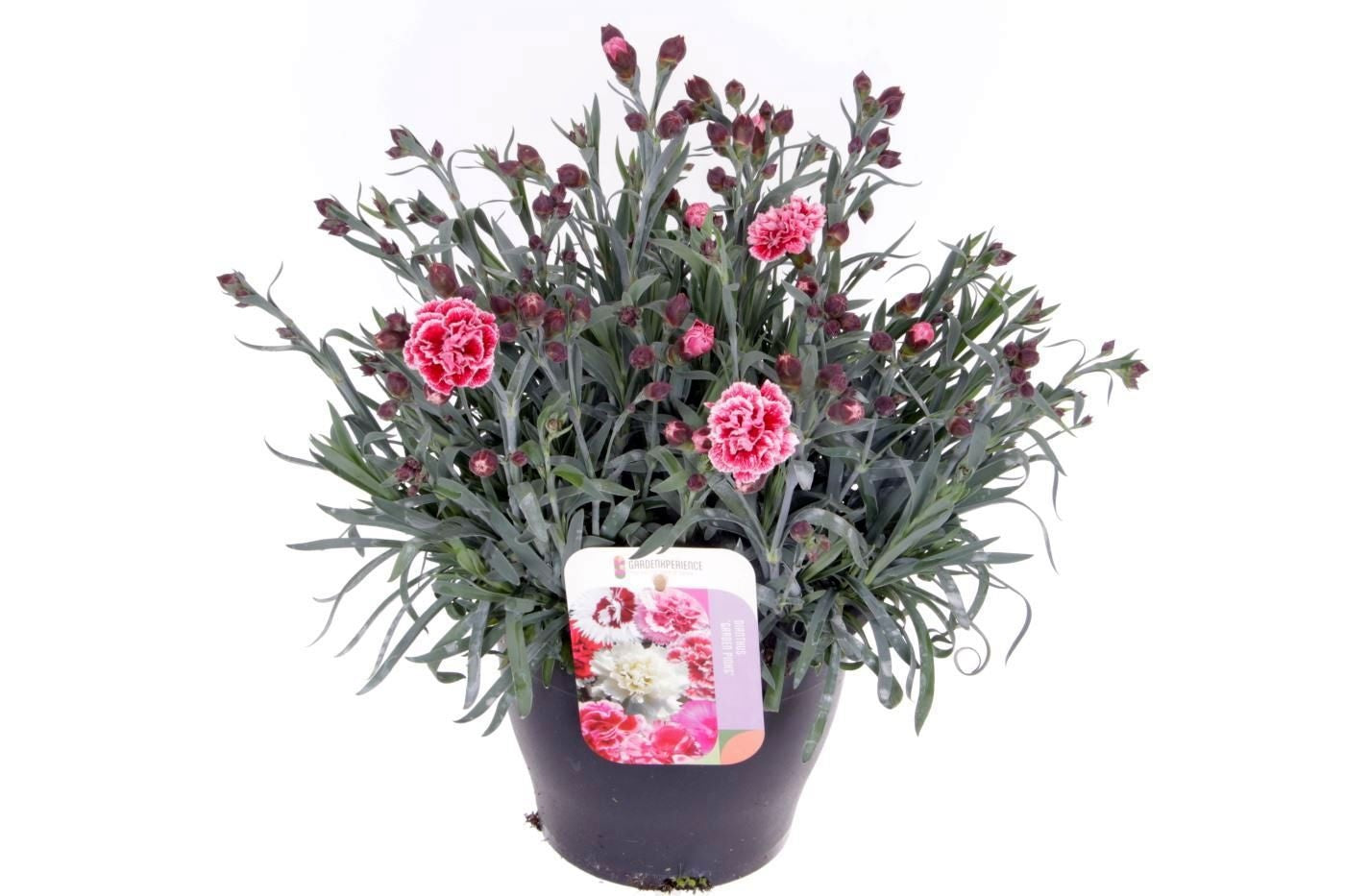 Dianthus mix 50cm 23cm Pot