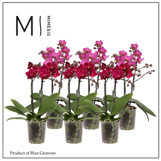 Phalaenopsis Purple 35cm 9cm Pot