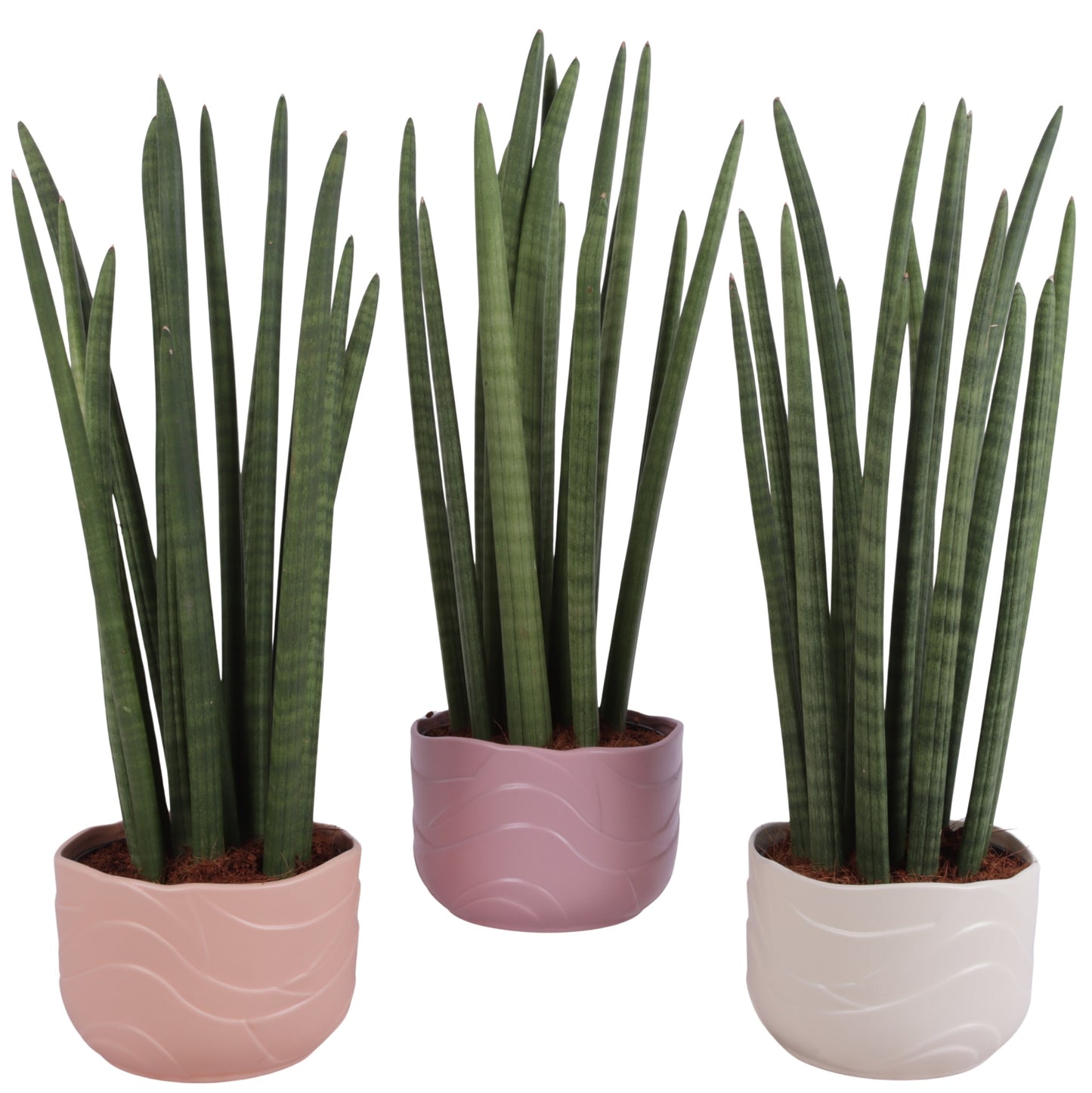 Sansevieria cylindrica 65cm 20cm Pot