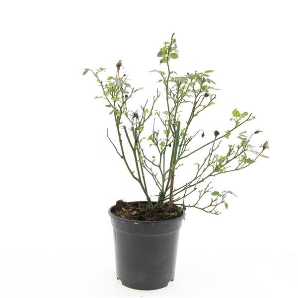 Rosa (P) 'Yellow The Fairy' 25cm 14cm Pot
