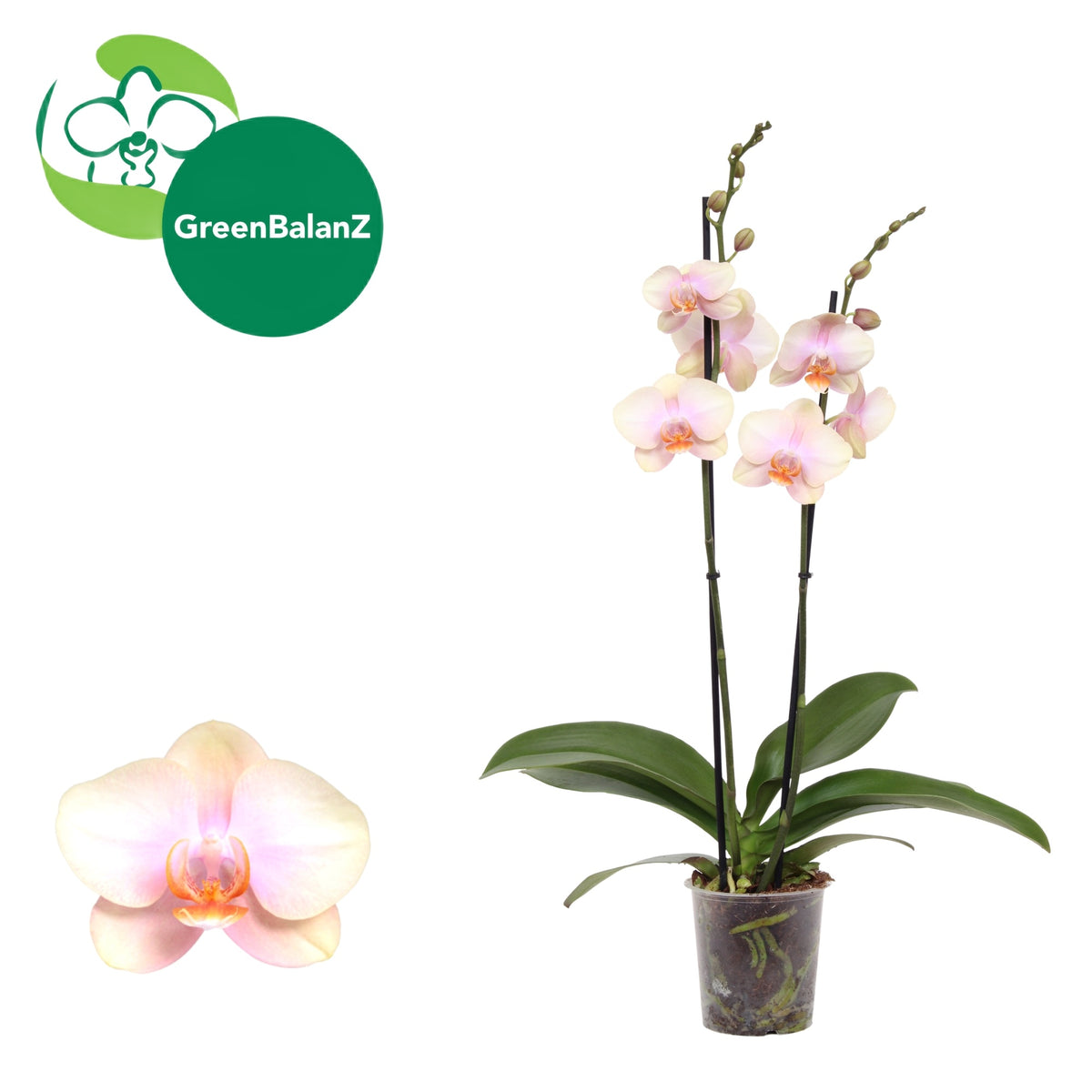 Phalaenopsis Peaches 55cm 12cm Pot