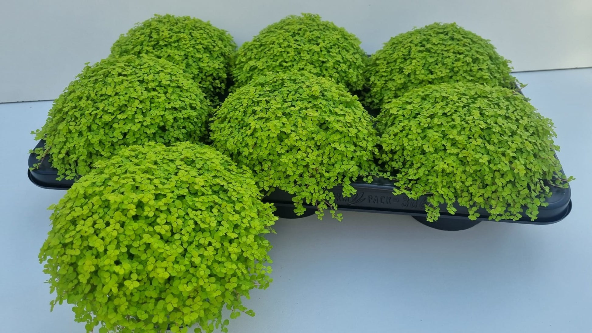 Soleirolia Aurea 16cm 13cm Pot