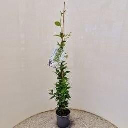 Trachelospermum jasminoides 60cm 17cm Pot