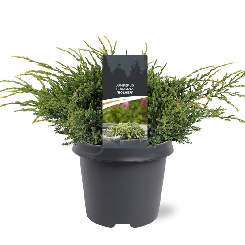 Juniperus Holger 35cm 23cm Pot