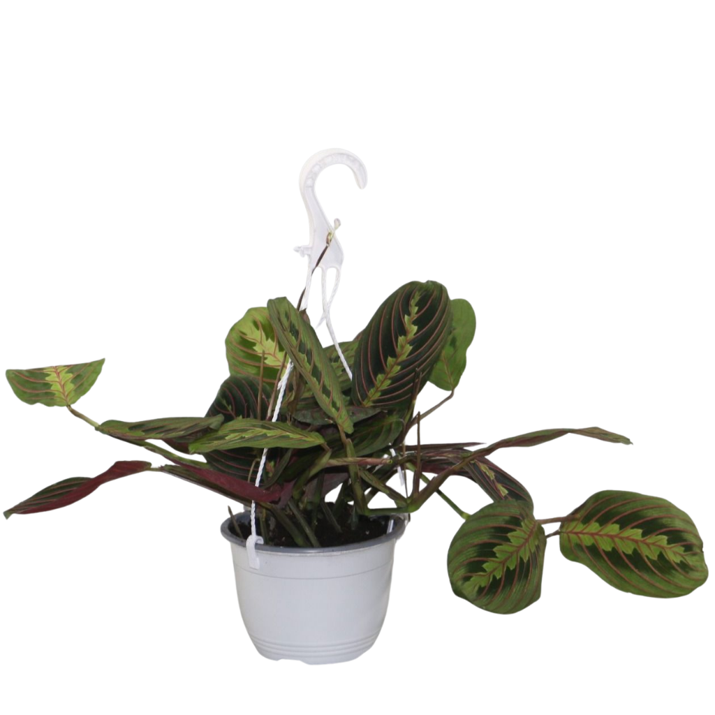 Jongenotter Potpl.kwekerij, Willem Maranta Fascinator Pack of 8