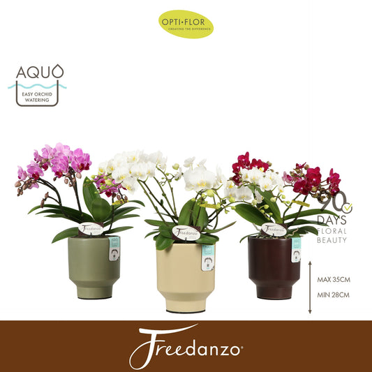 Phalaenopsis mix 40cm 12cm Pot