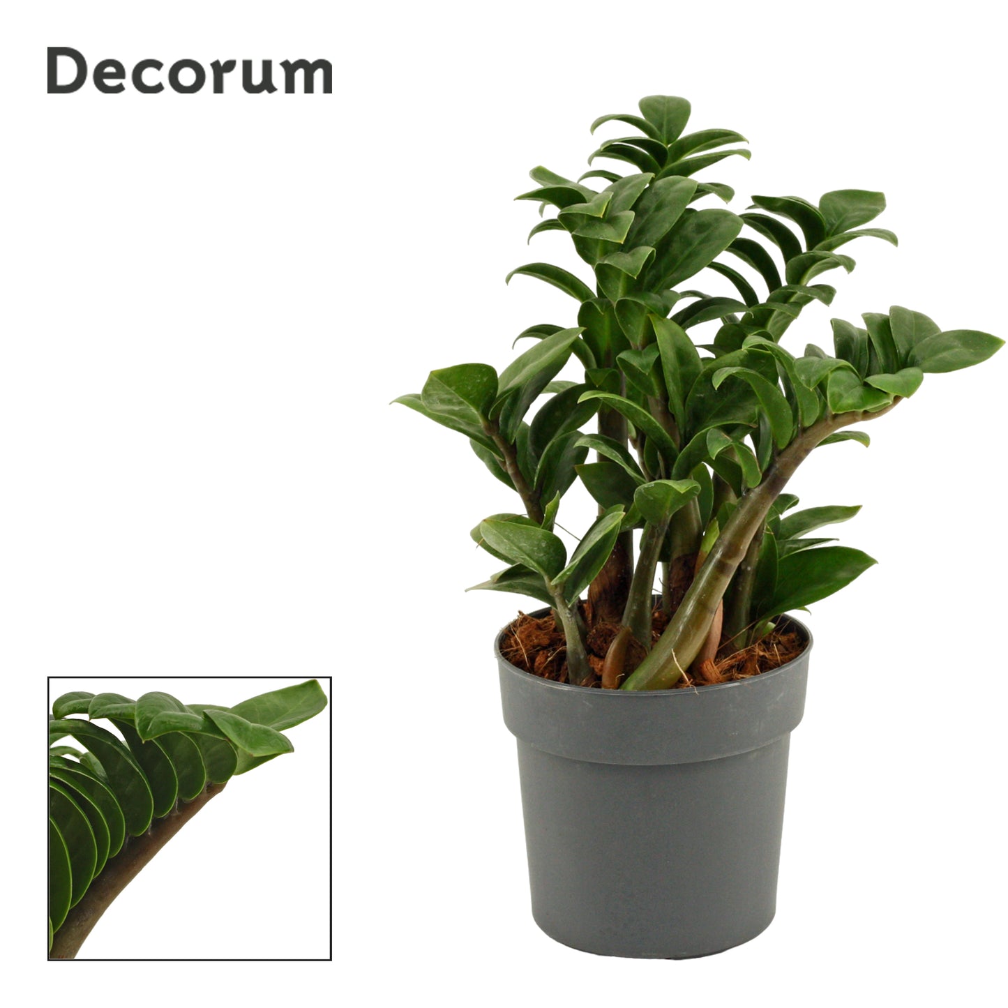 zamioculcas-zenzi-28cm-12cm-pot