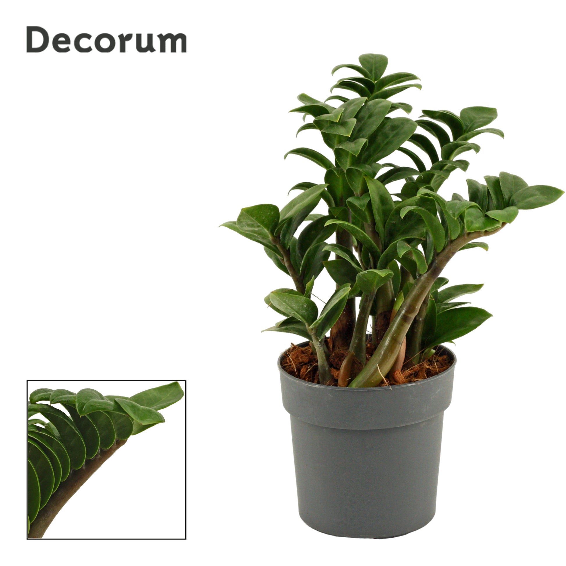 zamioculcas-zenzi-28cm-12cm-pot