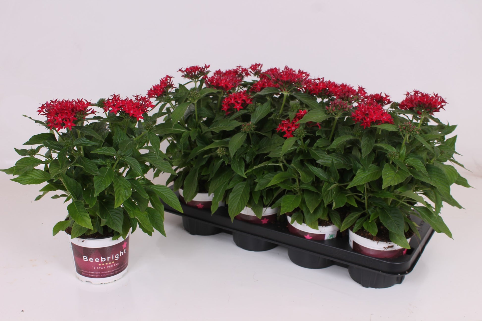Pentas Graffiti Lipstick 35cm 17cm Pot