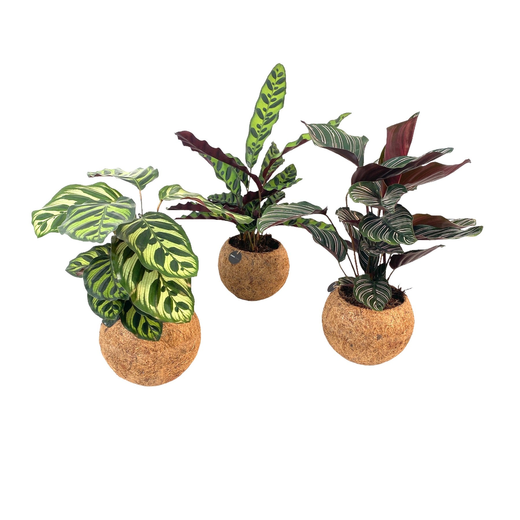 Calathea mix 30cm 15cm Pot