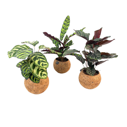 Kokodama Calathea mix 30cm 15cm Pot