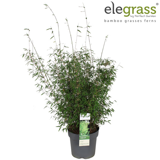 Fargesia nitida 100cm 29cm Pot