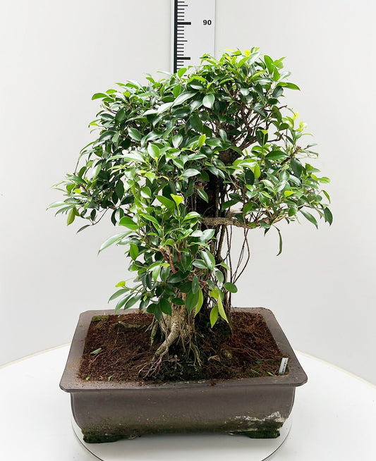 Bonsai Mix 95cm 50cm Pot