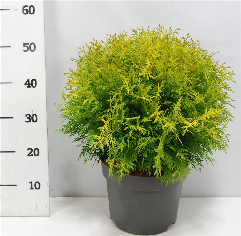 Thuja occidentalis Golden Globe 55cm 26cm Pot