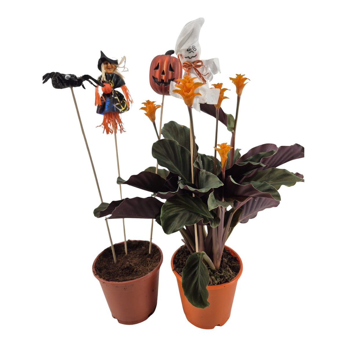 Calathea Tassmania 40cm 15cm Pot