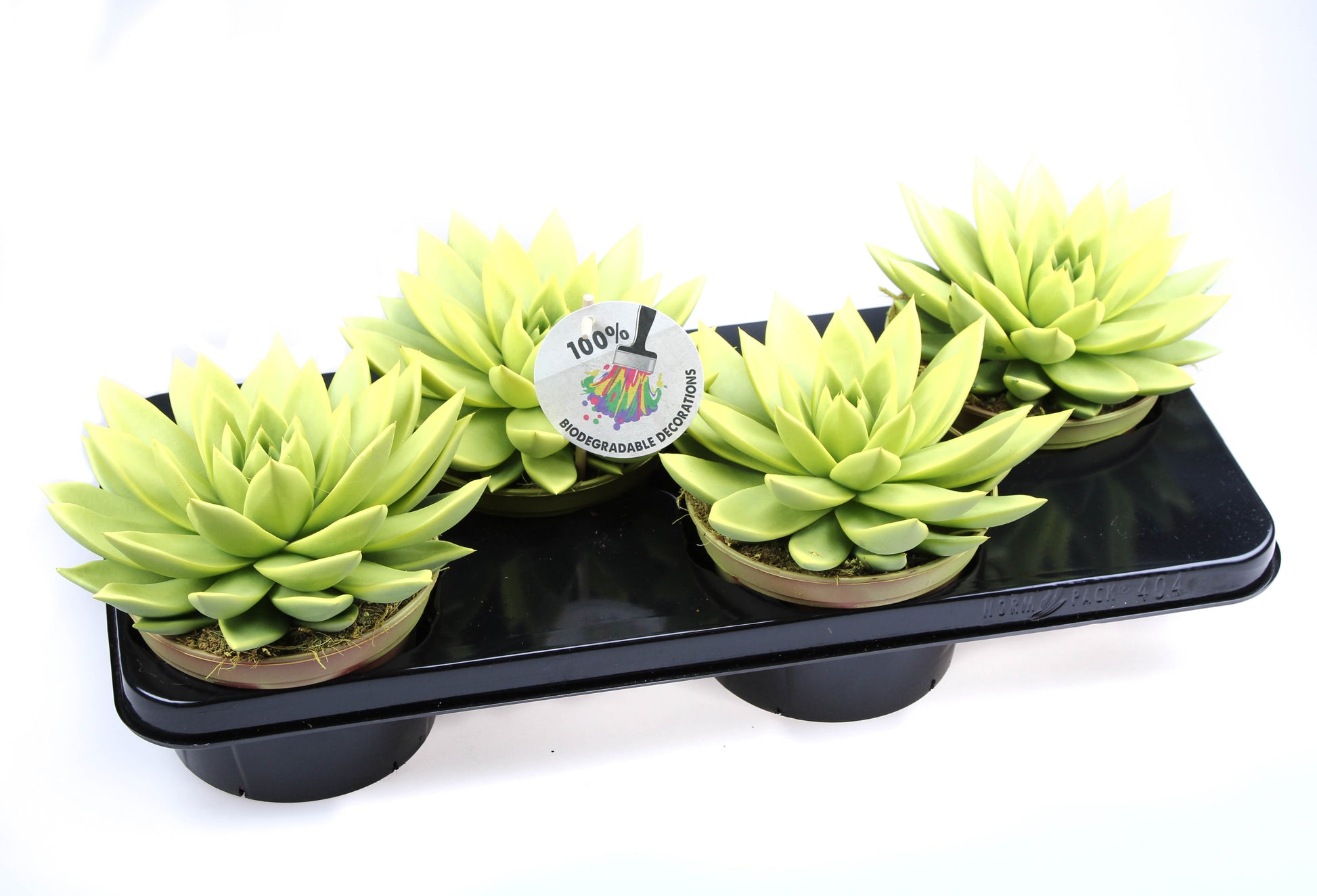 Rainbow yellow 20cm 15cm Pot