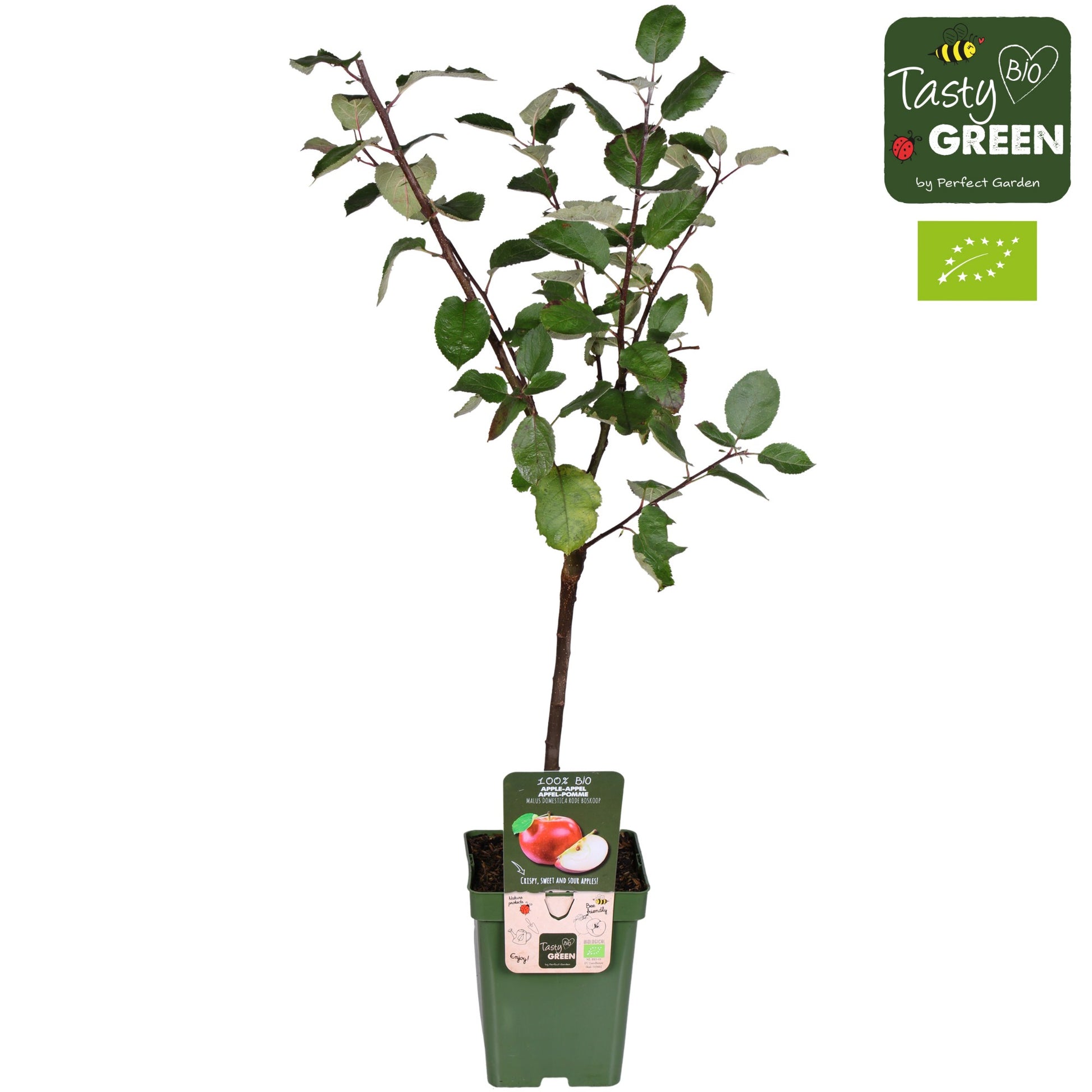 Malus Rode Boskoop 100cm 23cm Pot