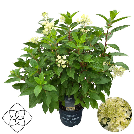 Hydrangea paniculata 70cm 23cm Pot