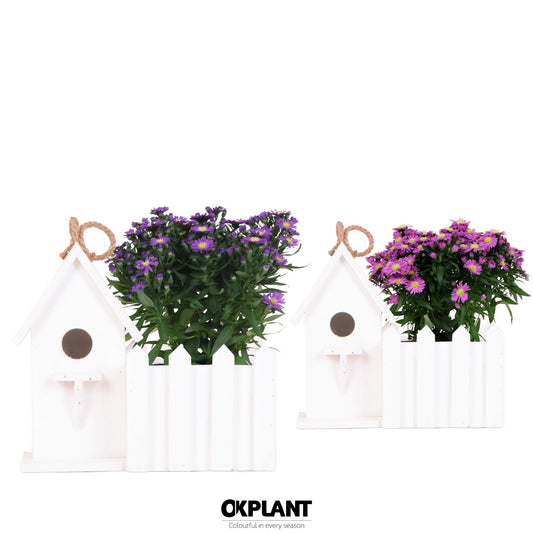 Aster nb. Starletta mix 30cm 12cm Pot