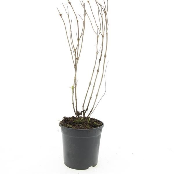 Shrubs mix 10cm 14cm Pot
