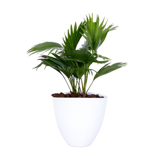 Livistona rotundifolia 55cm 22cm Pot