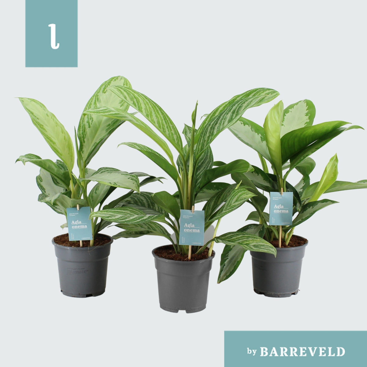 Aglaonema mix 65cm 17cm Pot