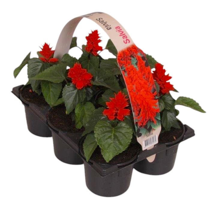Salvia splendens 15cm 9cm Pot