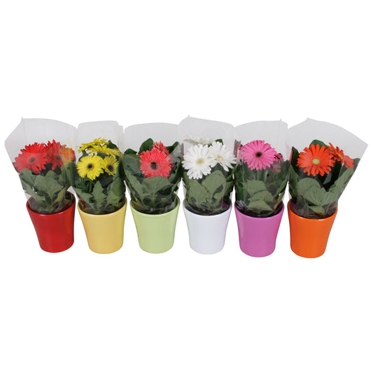 Gerbera mix 22cm 12cm Pot