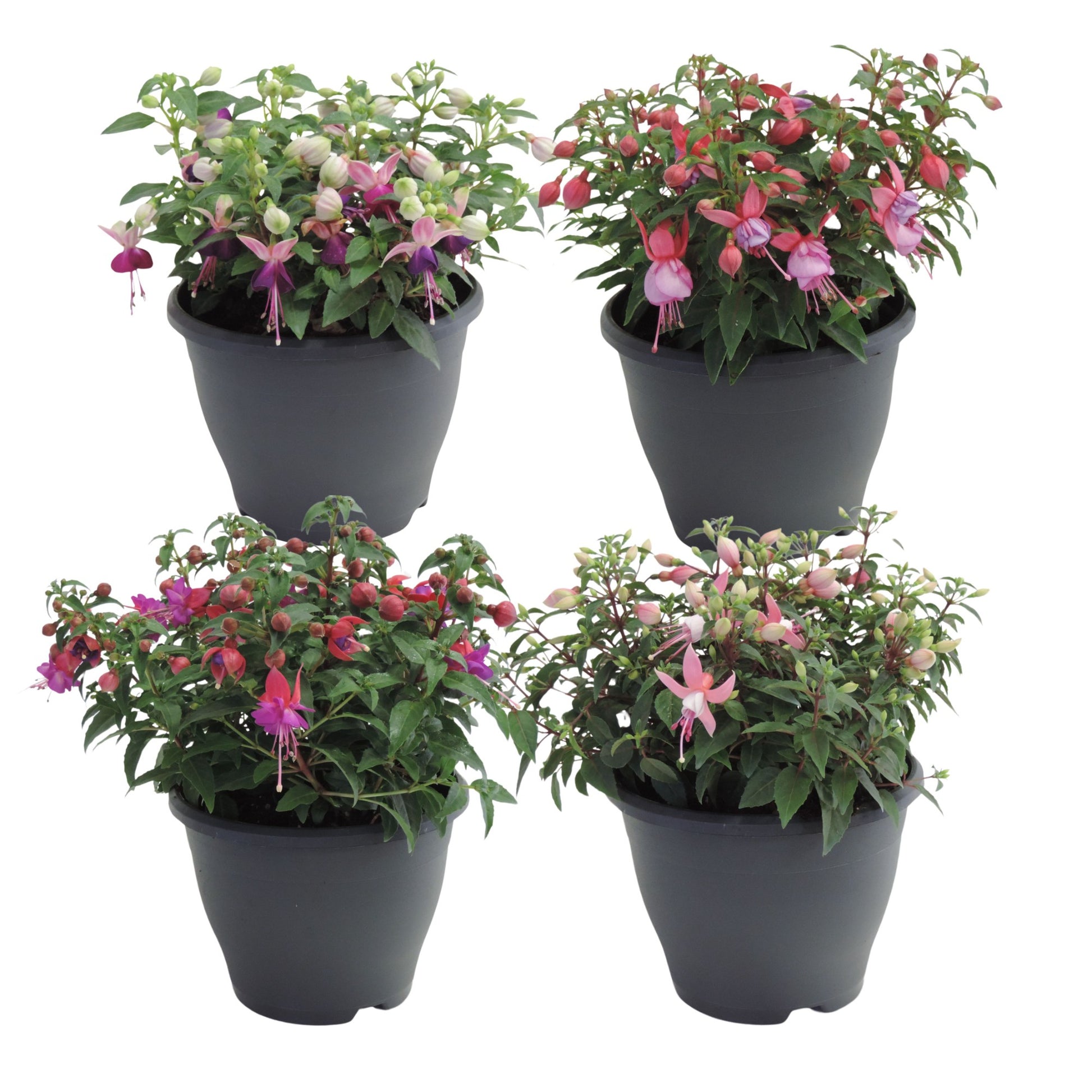 Fuchsia Bella mix 25cm 19cm Pot