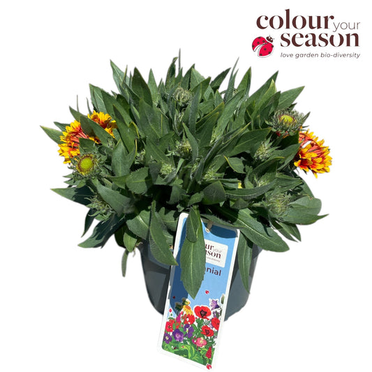 Gaillardia aristata 40cm 19cm Pot