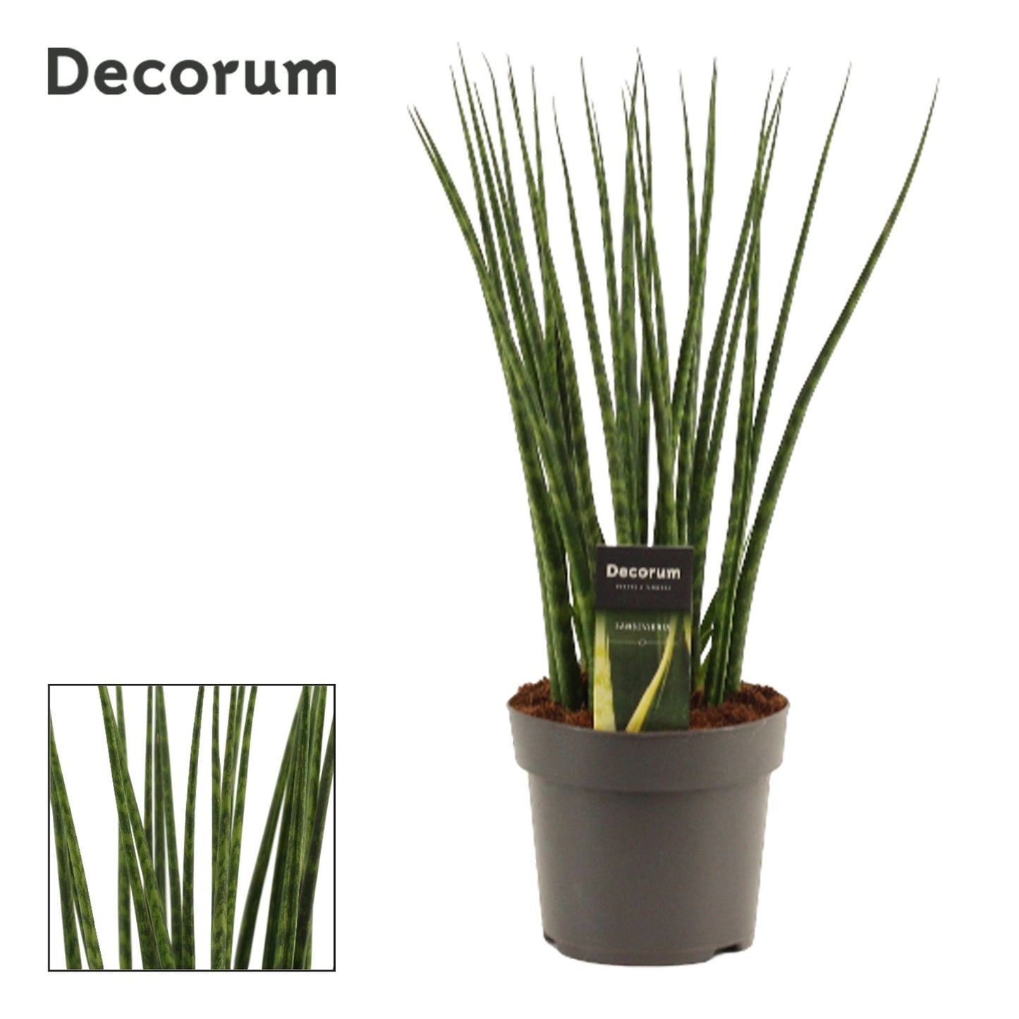 Sansevieria Fernwood 45cm 14cm Pot
