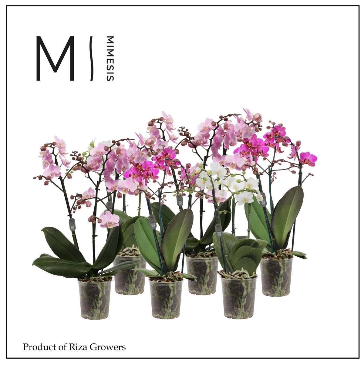 Phalaenopsis mix 50cm 12cm Pot
