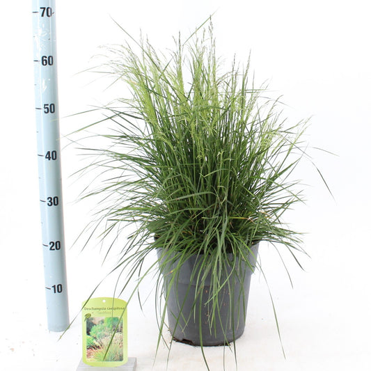Deschampsia ces. Tardiflora 30cm 23cm Pot