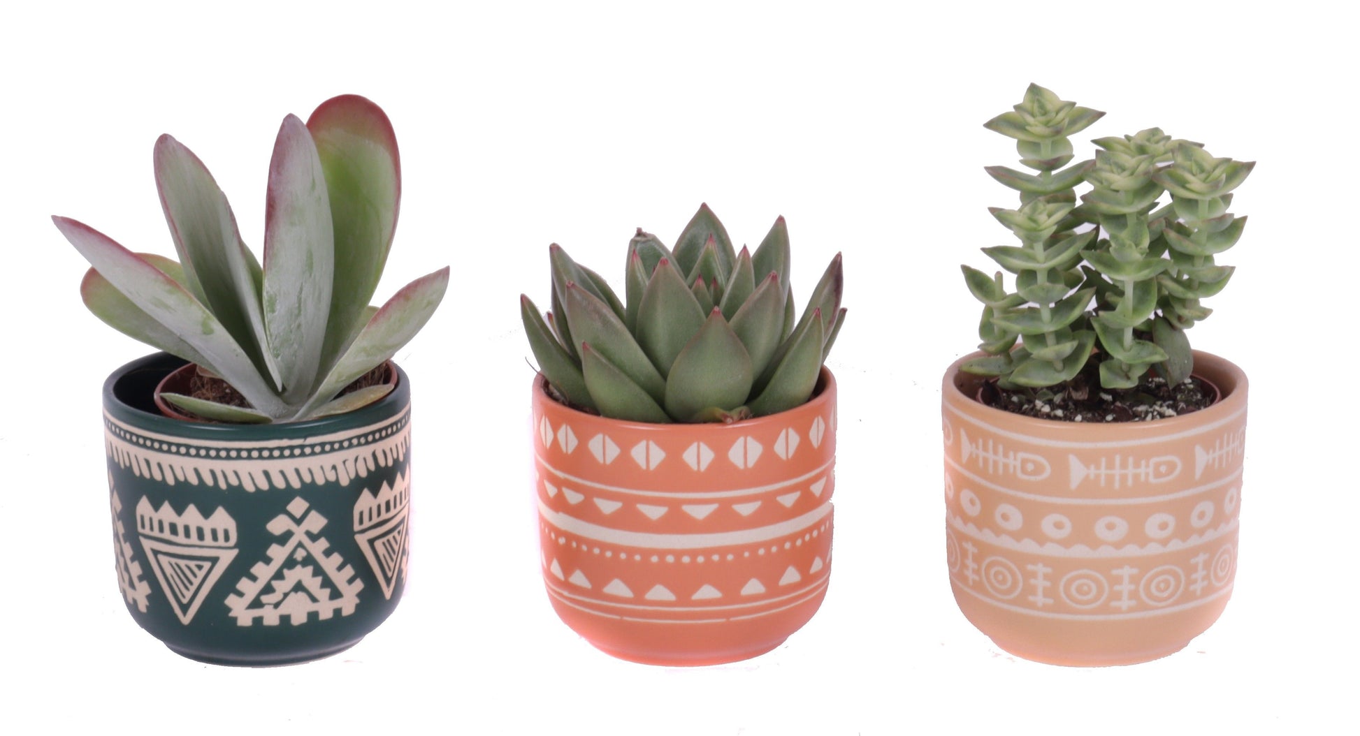 Oriental-Edelcactus Succulent mix Pack of 15