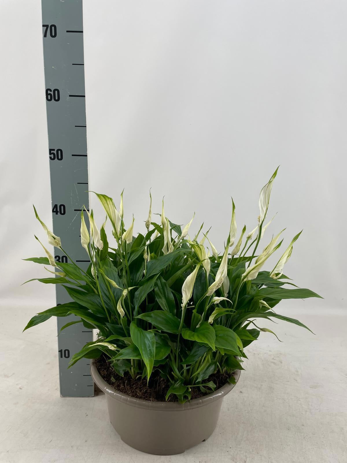 Riza vd Voort Potplanten Spathiphyllum Chopin Pack of 1