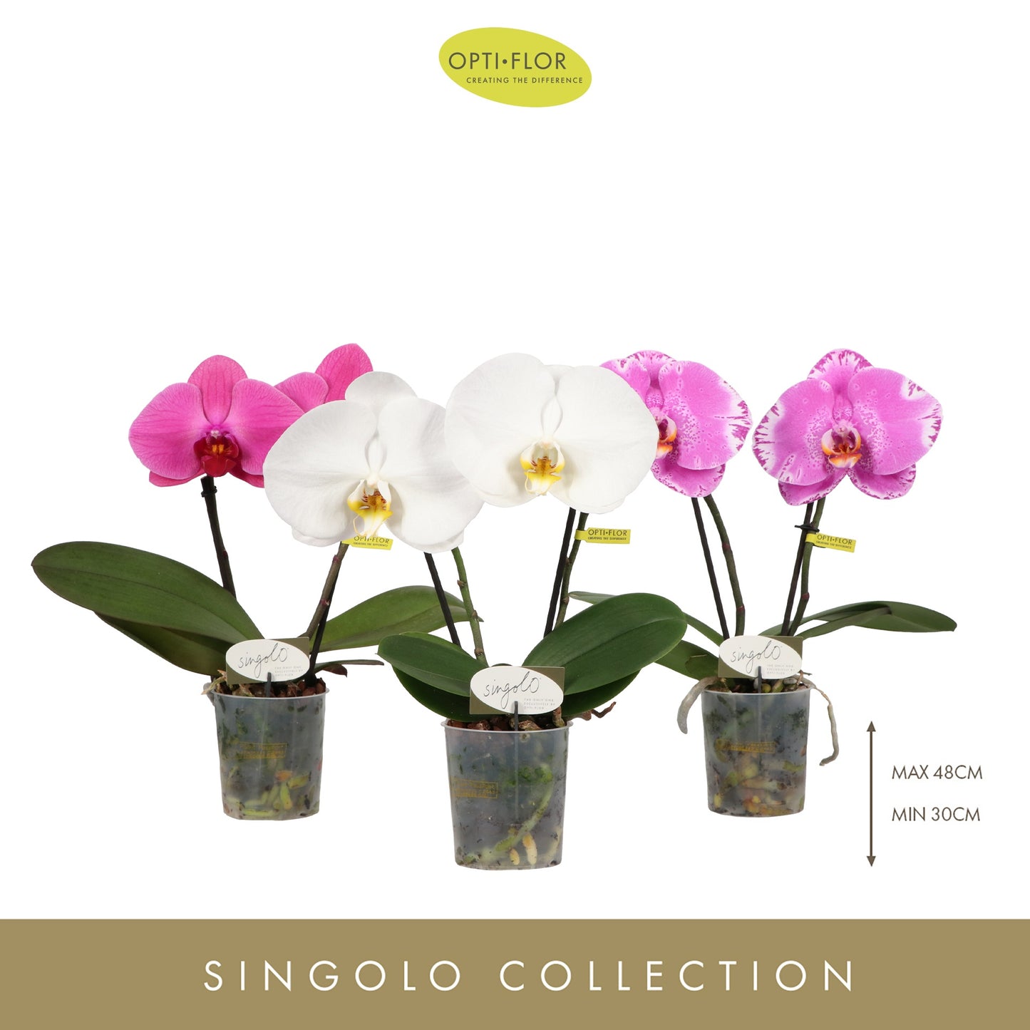 Opti-Flor Phalaenopsis Singolo & Co mix Pack of 4