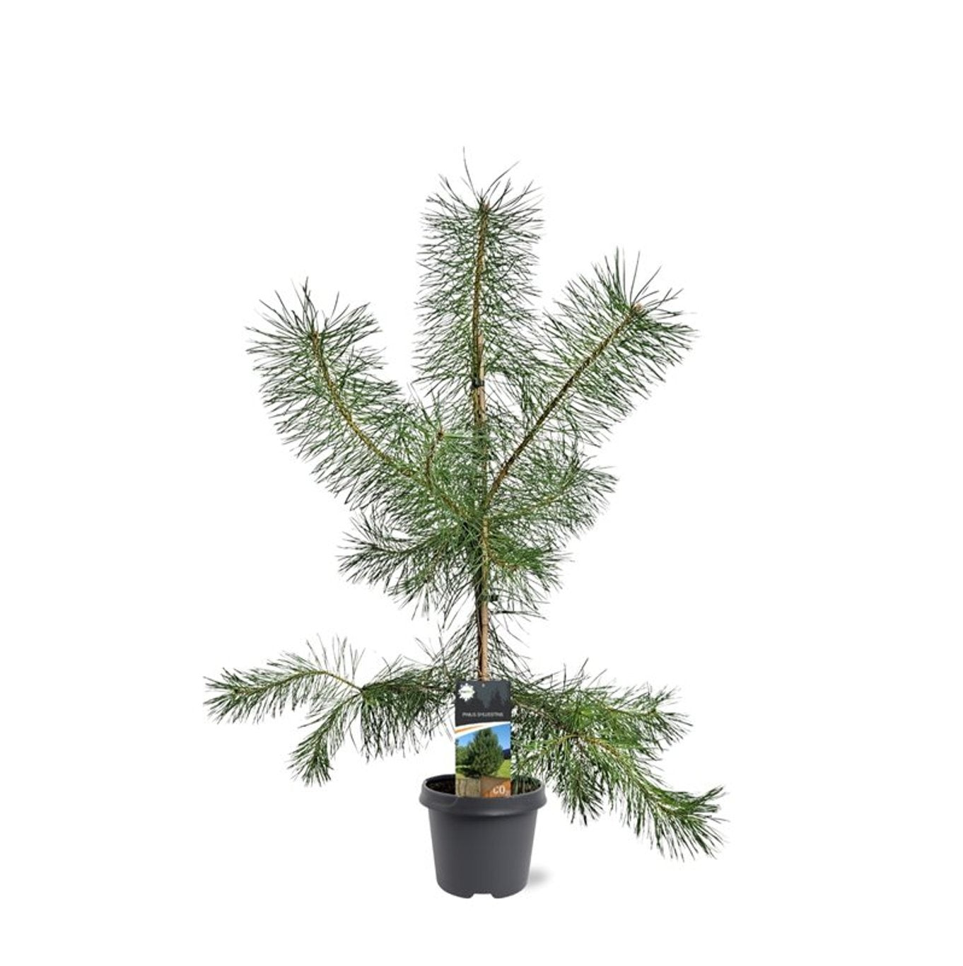 Pinus sylvestris 90cm 23cm Pot