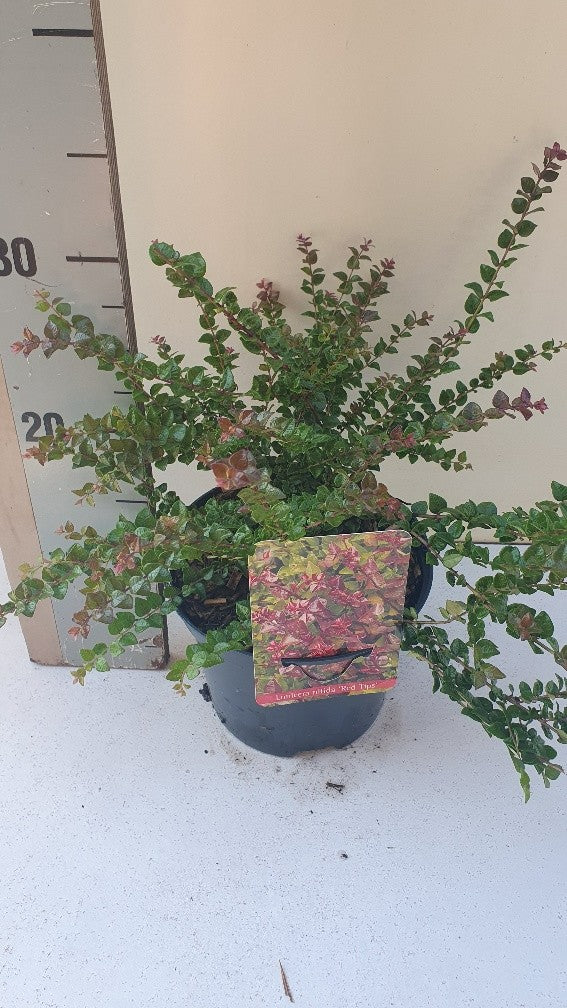 Lonicera Red Tips 30cm 17cm Pot