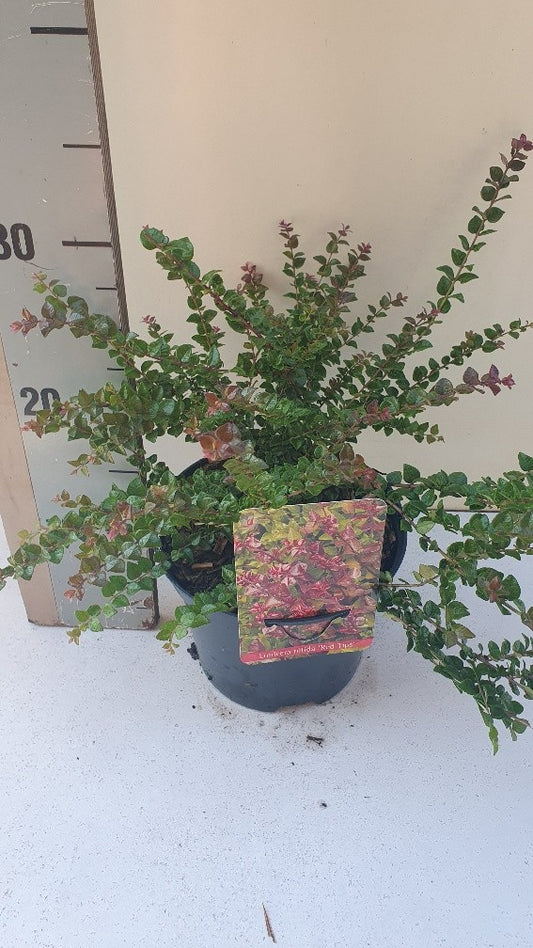 Lonicera Red Tips 30cm 17cm Pot