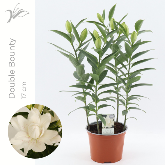 Lilium or. Sunny Double Bounty 60cm 17cm Pot