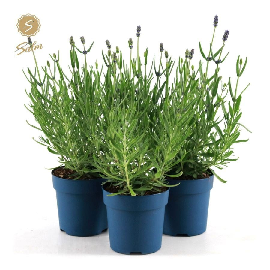Lavandula Felice 25cm 10.5cm Pot