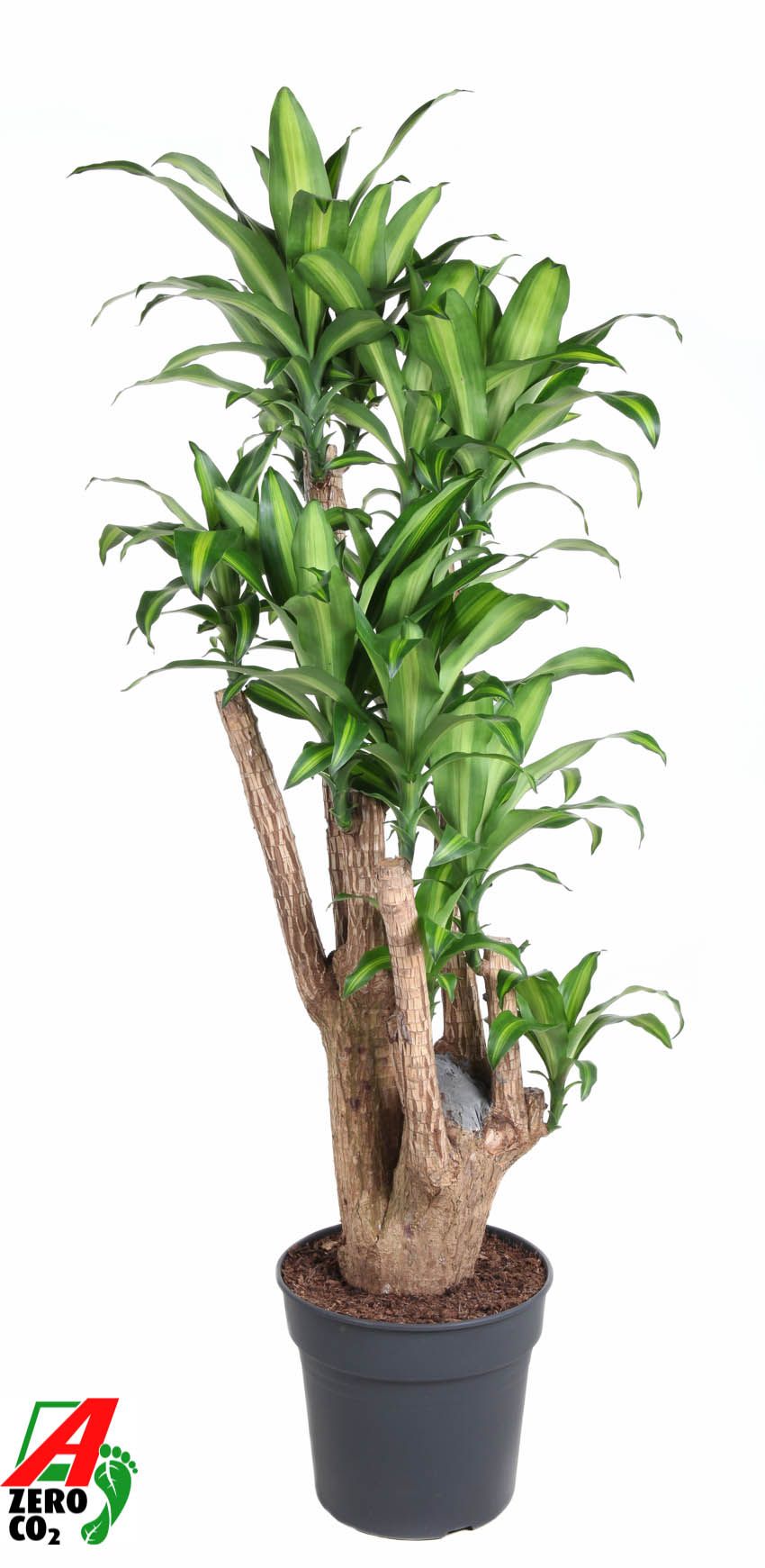 Dracaena frag. Massangeana 160cm 34cm Pot