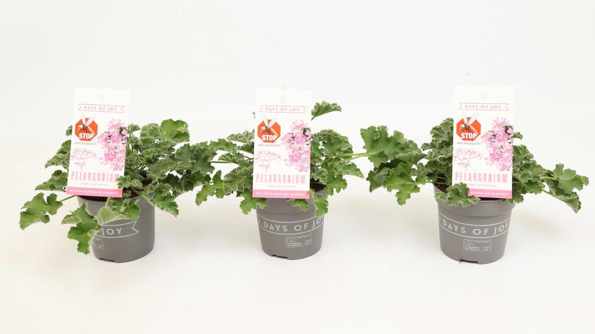 Pelargonium graveolens 20cm 510cm Pot