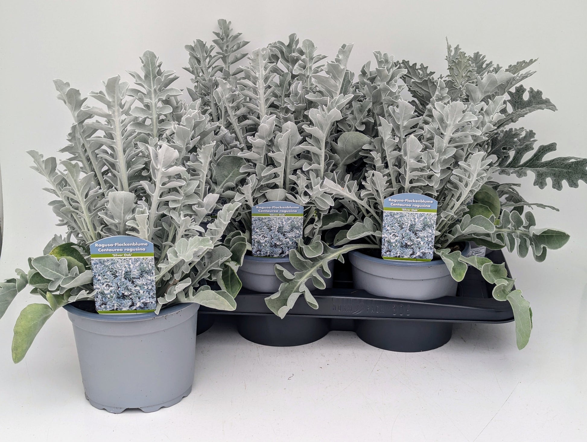 Centaurea (cornflower) 40cm 17cm Pot