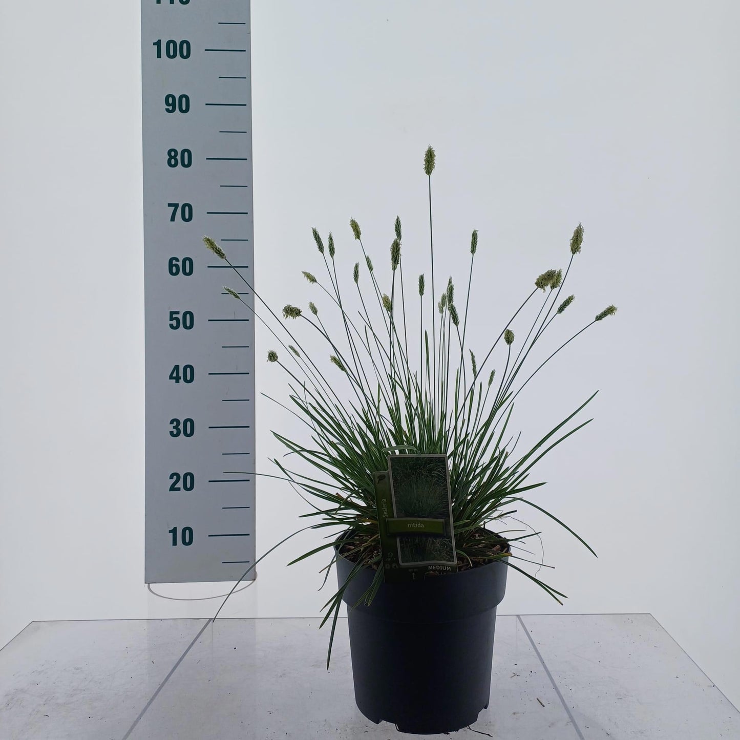 Sesleria nitida 55cm 23cm Pot