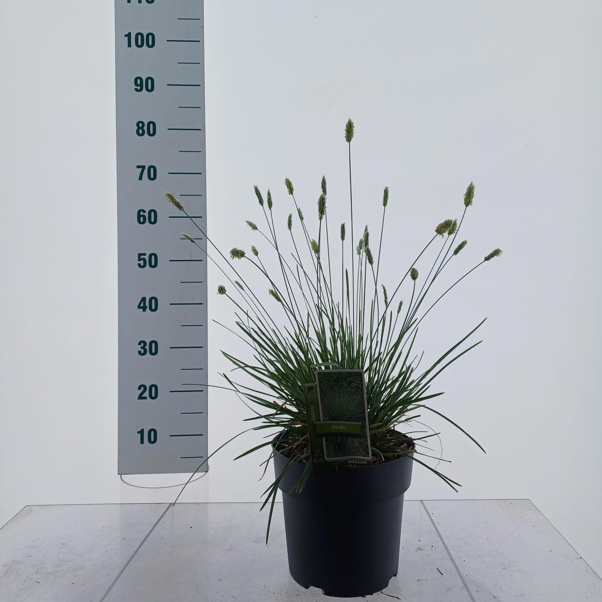 Sesleria nitida 55cm 23cm Pot