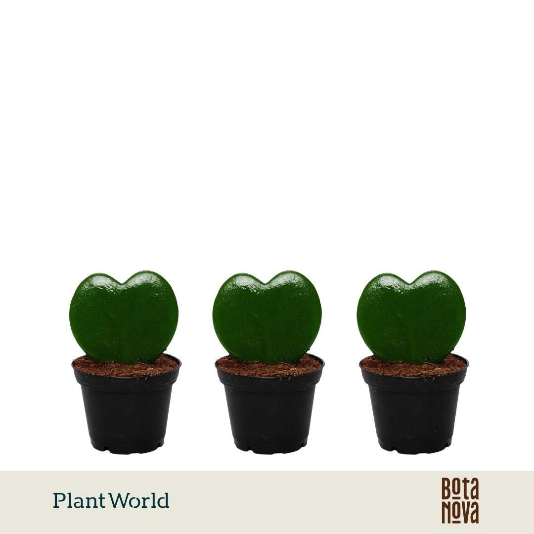 Hoya kerrii 13cm 7cm Pot
