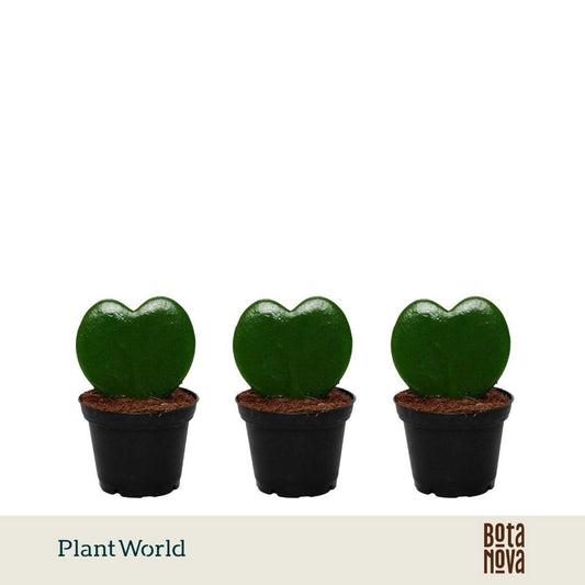 Hoya kerrii 13cm 7cm Pot