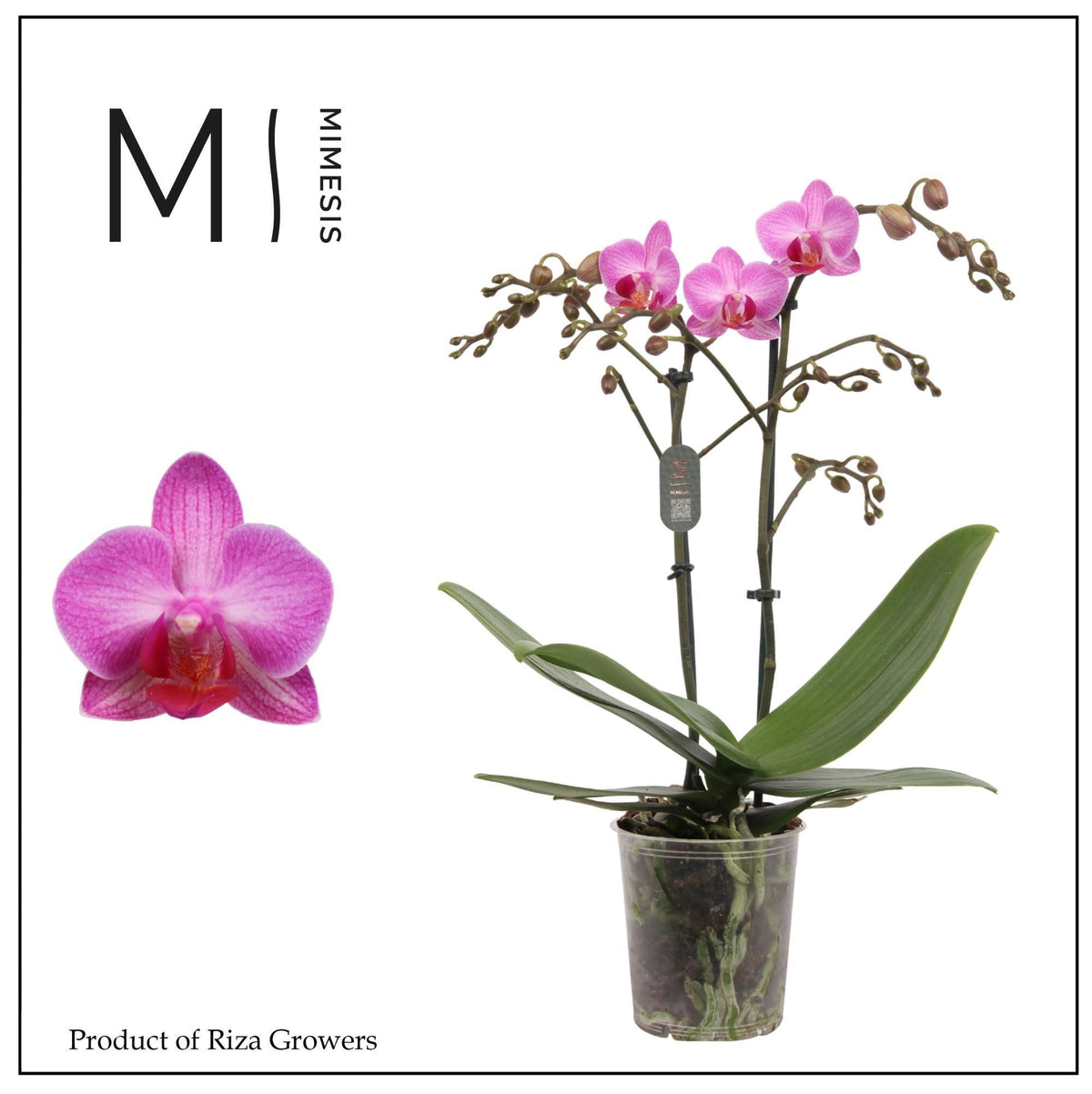 Phalaenopsis mf. Stuttgart 35cm 9cm Pot