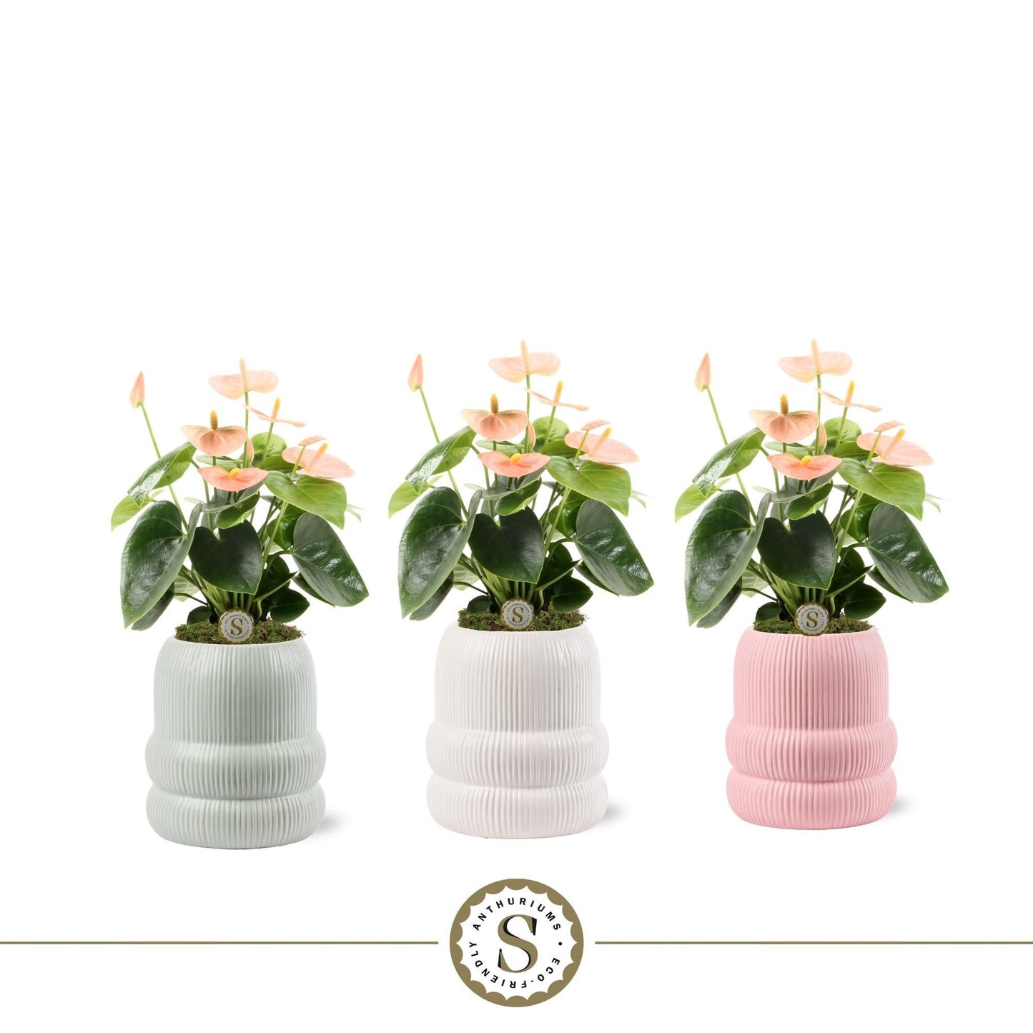 Anthurium Spirit 25cm 9cm Pot